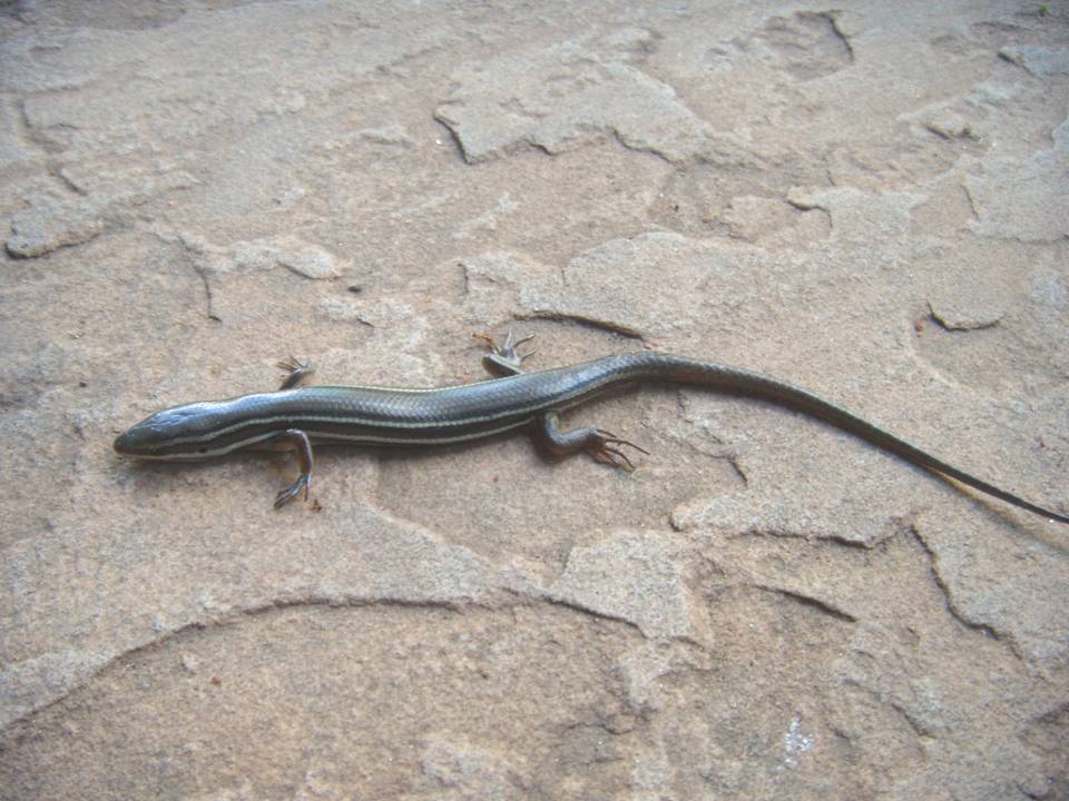FIGURE 1 FIGURE 1